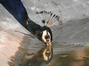 Close-up of peacock