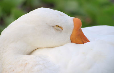 Close-up of a bird