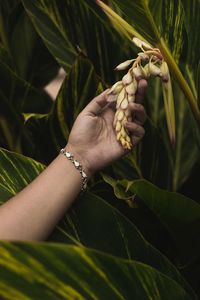 Close-up of hand holding plant