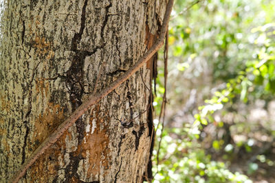 Close-up of tree trunk in forest