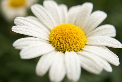 Close-up of white daisy blooming outdoors