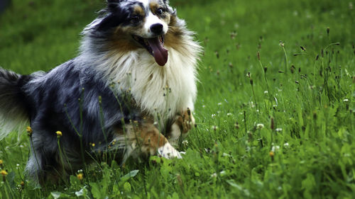 View of dog on field