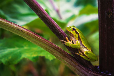 Close-up of frog on leaf