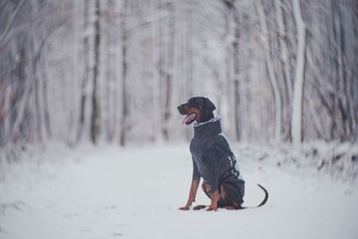 Black doberman in snowy snow forest