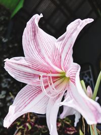 Close-up of pink flowering plant