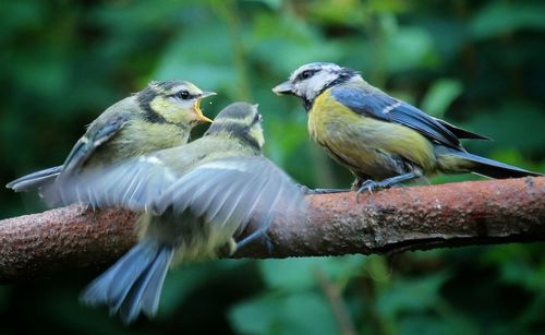 Close-up of bluetits perching on twig