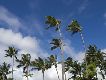 Low angle view of palm trees against sky