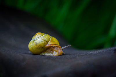 Close-up of snail