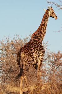 Giraffe standing on tree against clear sky