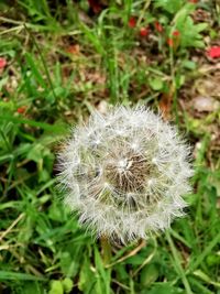 Close-up of dandelion flower on field