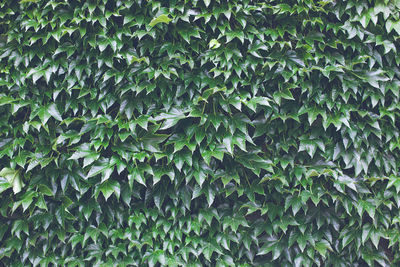 Wall covered in green ivy