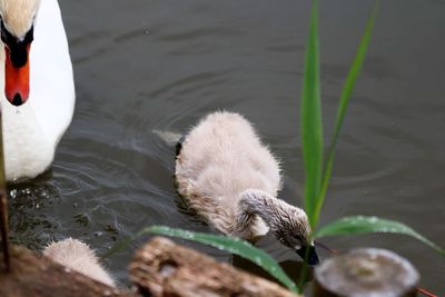 High angle view of swan with cygnet swimming on lake