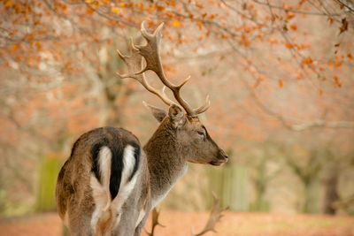 Deer in dunham park during autumn