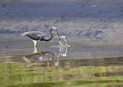 View of a bird in water