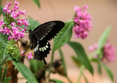 Close-up of butterfly pollinating on pink flower