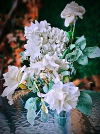 Close-up of white flowering plant