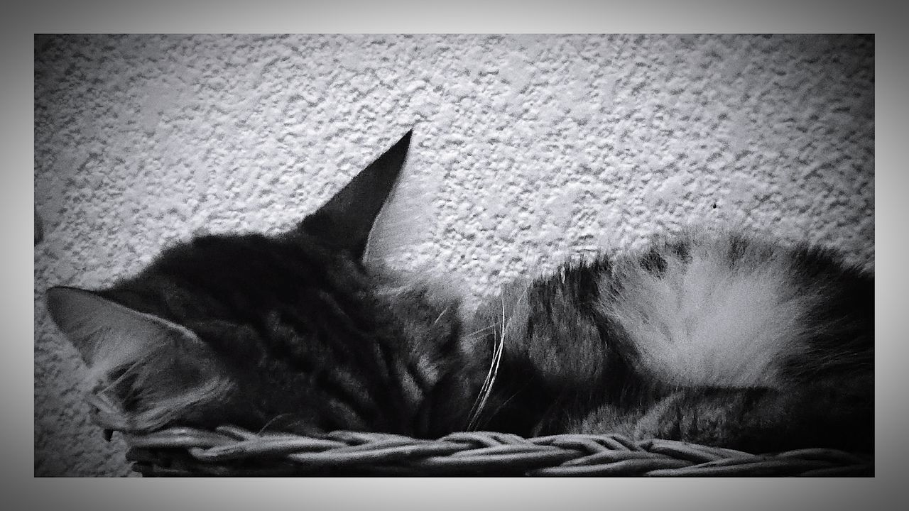 CLOSE-UP OF A CAT RESTING