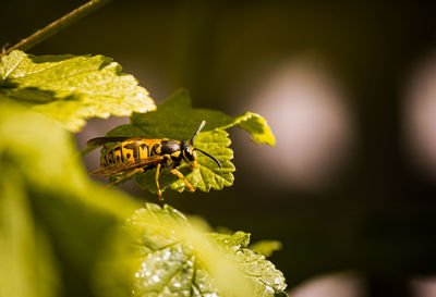 Close-up of insect pollinating flower