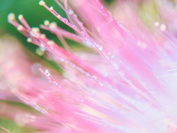 Close-up of wet pink flower