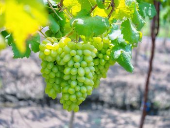 Close-up of grapes growing on tree