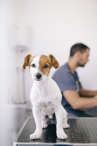 Portrait of puppy sitting on table with veterinarian in background