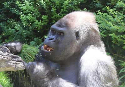 Close-up of angry guerrilla in forest