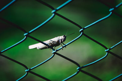 chainlink fence