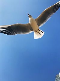 Low angle view of seagull flying