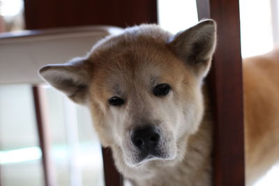 Close-up portrait of dog