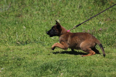 Dog lying on grassy field