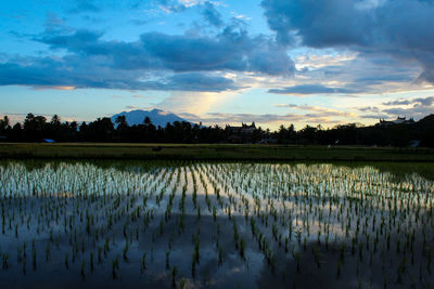 Scenic view of agricultural field against sky during sunset