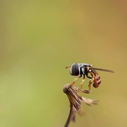 Close-up of fly