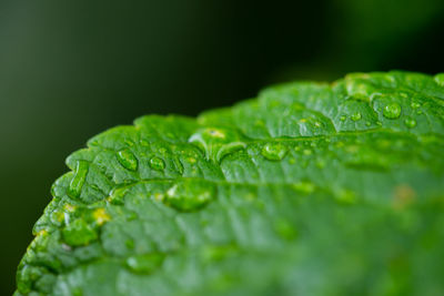 Close-up of raindrops on green leaves