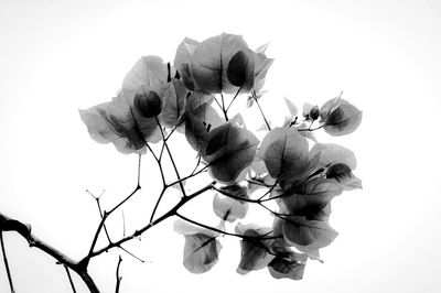 Low angle view of rose plant against clear sky