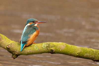 Close-up of bird perching on a branch