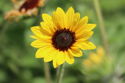 Close-up of yellow flower