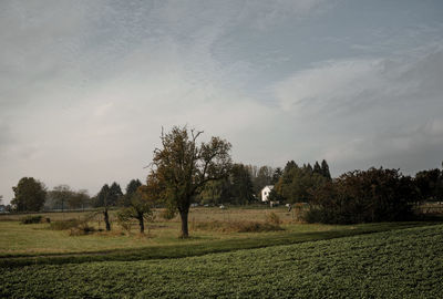 Scenic view of field and trees against sky