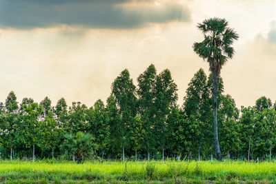 Trees on field against sky