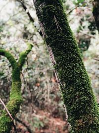 Close-up of moss on tree trunk