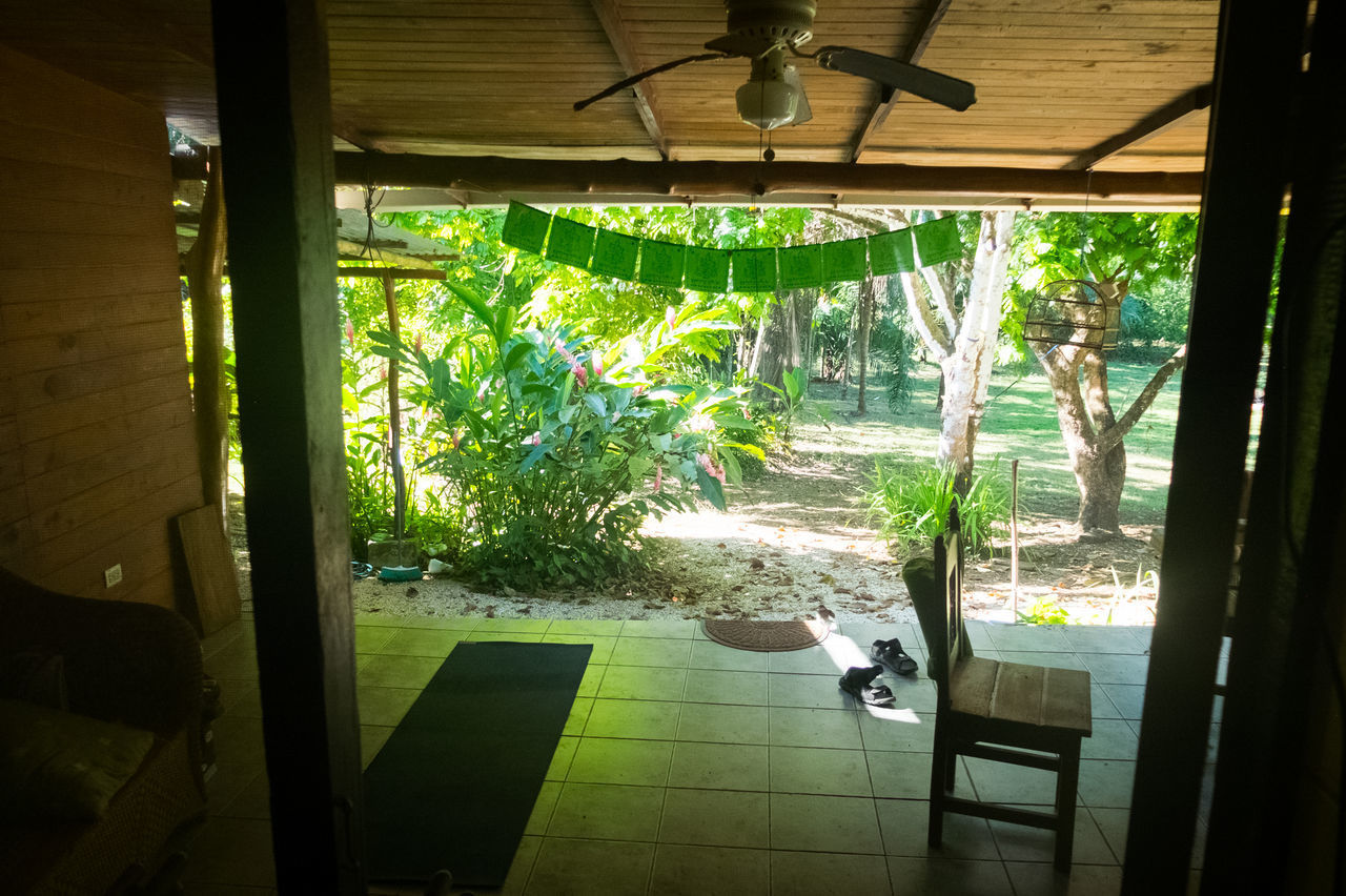 PLANTS AND TREES SEEN THROUGH OPEN