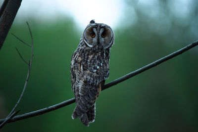 Close-up of owl