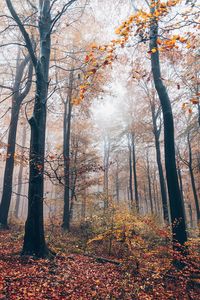 Trees in forest during autumn