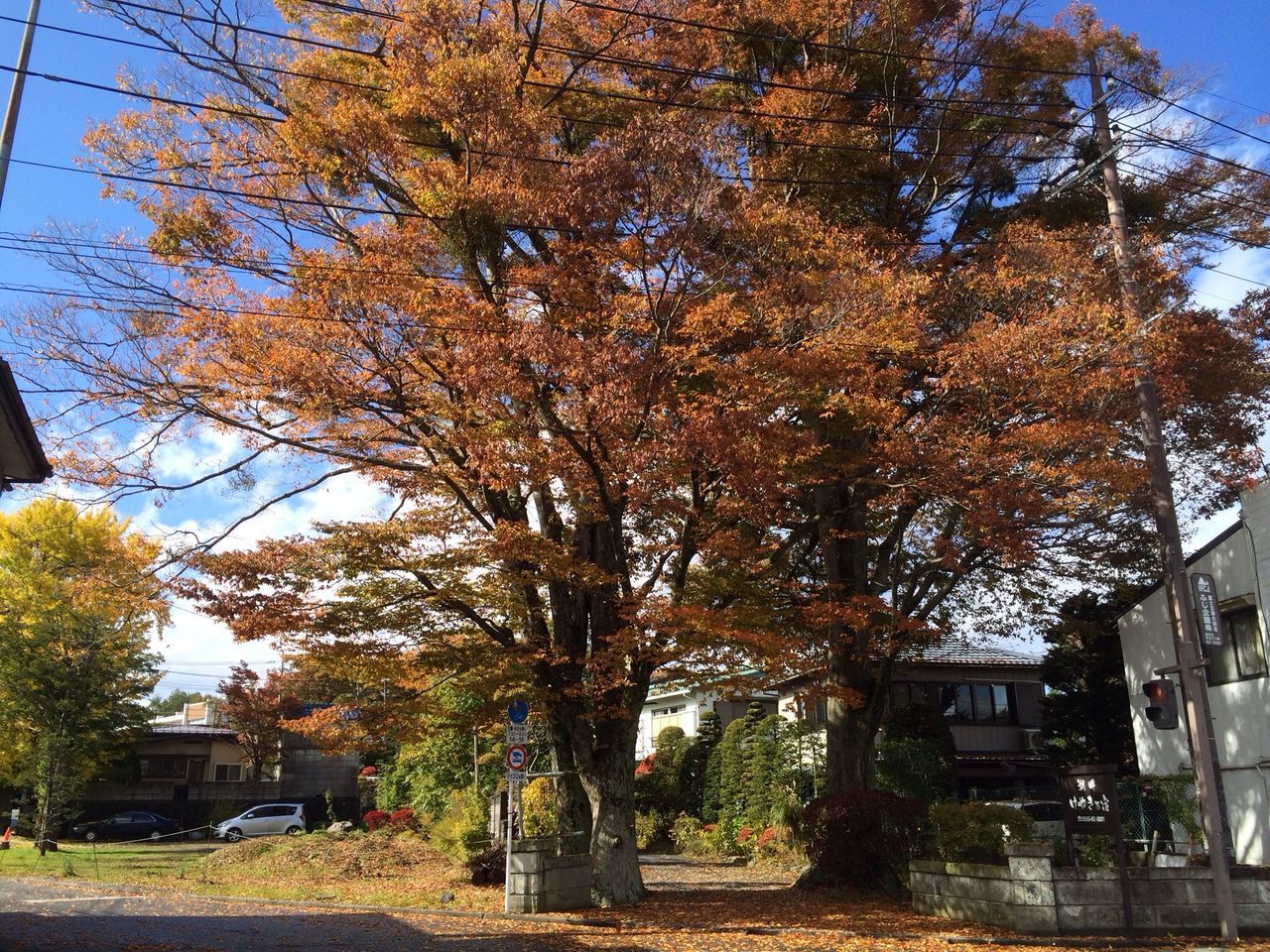 tree, building exterior, architecture, built structure, car, transportation, street, city, sunlight, road, branch, land vehicle, house, growth, residential building, residential structure, clear sky, day, outdoors, sky