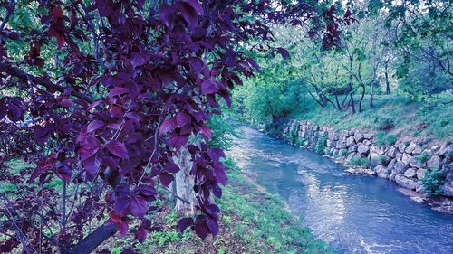 View of purple flowering plants in forest