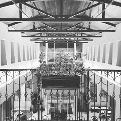 Potted plants in greenhouse