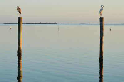 Seagull perching on wooden post in sea