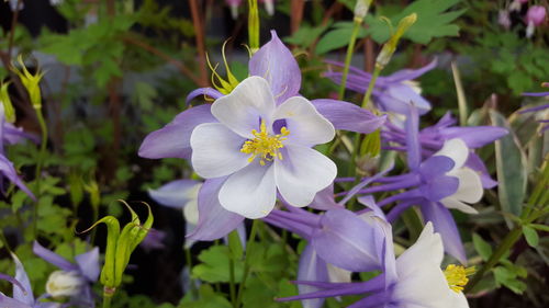 Close-up of purple flowers blooming outdoors