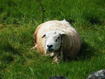 Sheep standing in a field