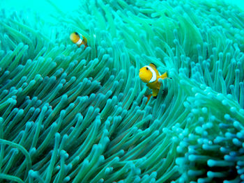 Close-up of fish swimming in sea