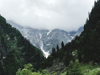 Scenic view of forest against sky during winter